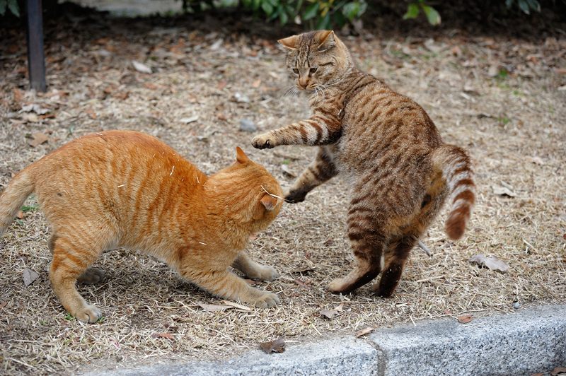 街角ニャンコ・遊びましょ～♪_f0032011_18482257.jpg