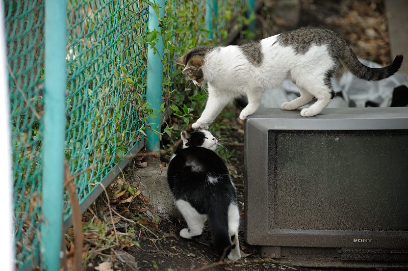 街角ニャンコ・遊びましょ～♪_f0032011_18484344.jpg