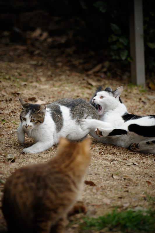 街角ニャンコ・遊びましょ～♪_f0032011_18495864.jpg