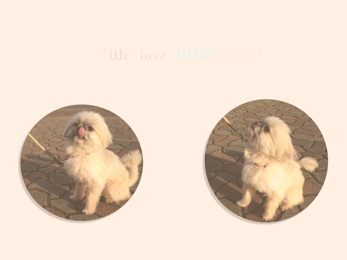 *大人気うめちゃん*_c0222817_21132267.jpg