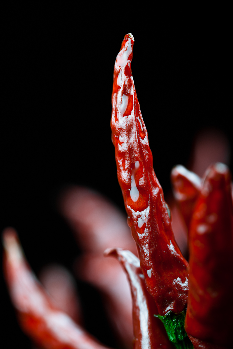 【作例大放出】CANON EF100mm F2.8L MACRO IS USM_b0213320_18375526.jpg