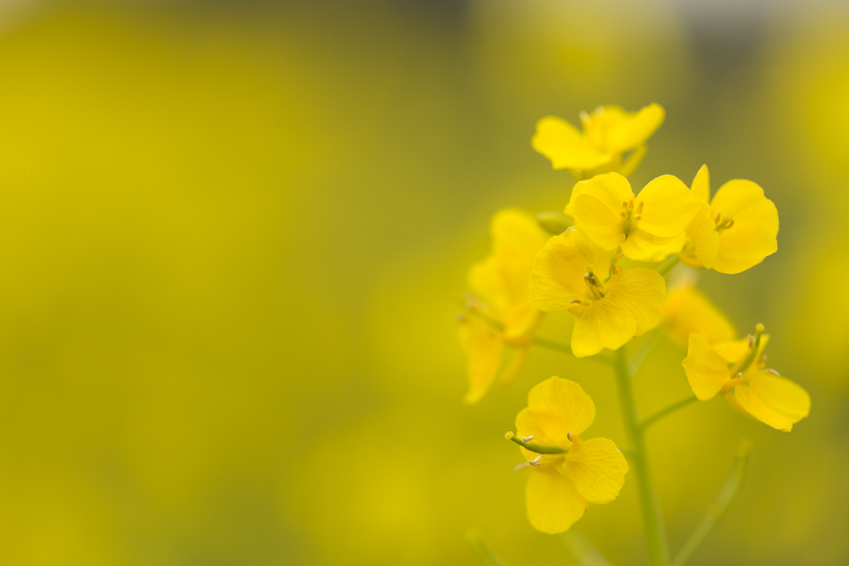 【作例大放出】CANON EF100mm F2.8L MACRO IS USM_b0213320_18414337.jpg
