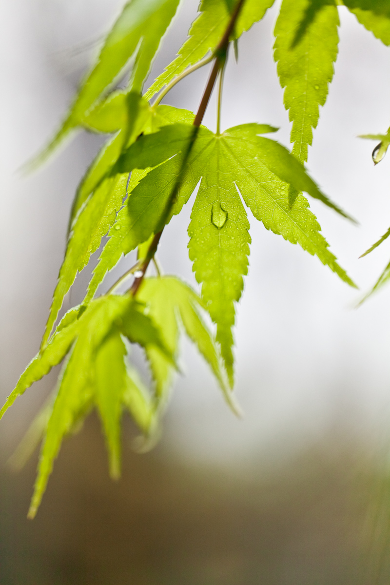 【作例大放出】CANON EF100mm F2.8L MACRO IS USM_b0213320_18422175.jpg