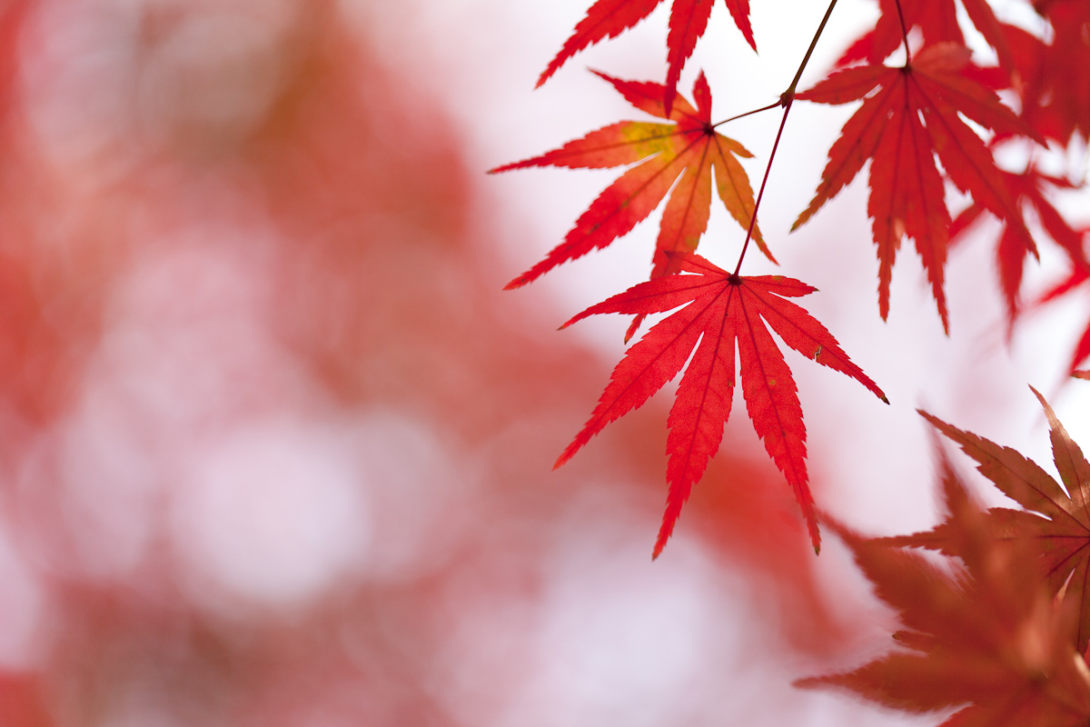 【作例大放出】CANON EF100mm F2.8L MACRO IS USM_b0213320_18431523.jpg