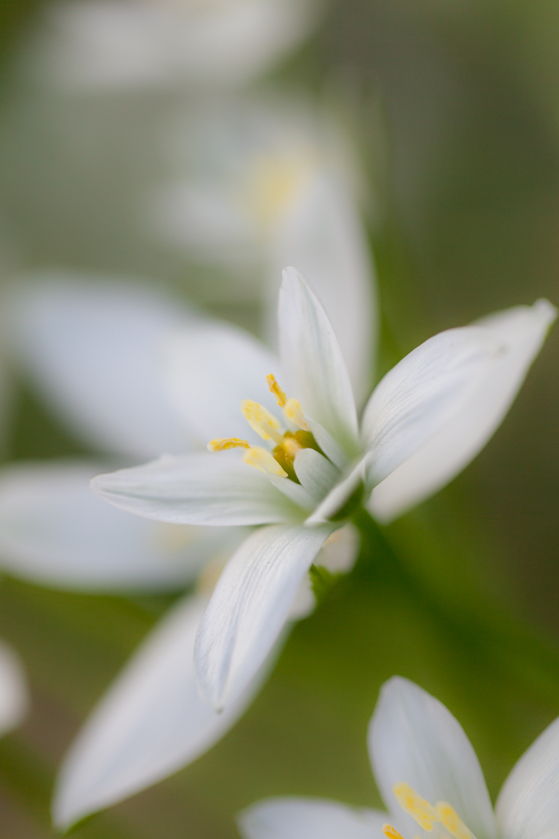 【作例大放出】CANON EF100mm F2.8L MACRO IS USM_b0213320_18434534.jpg
