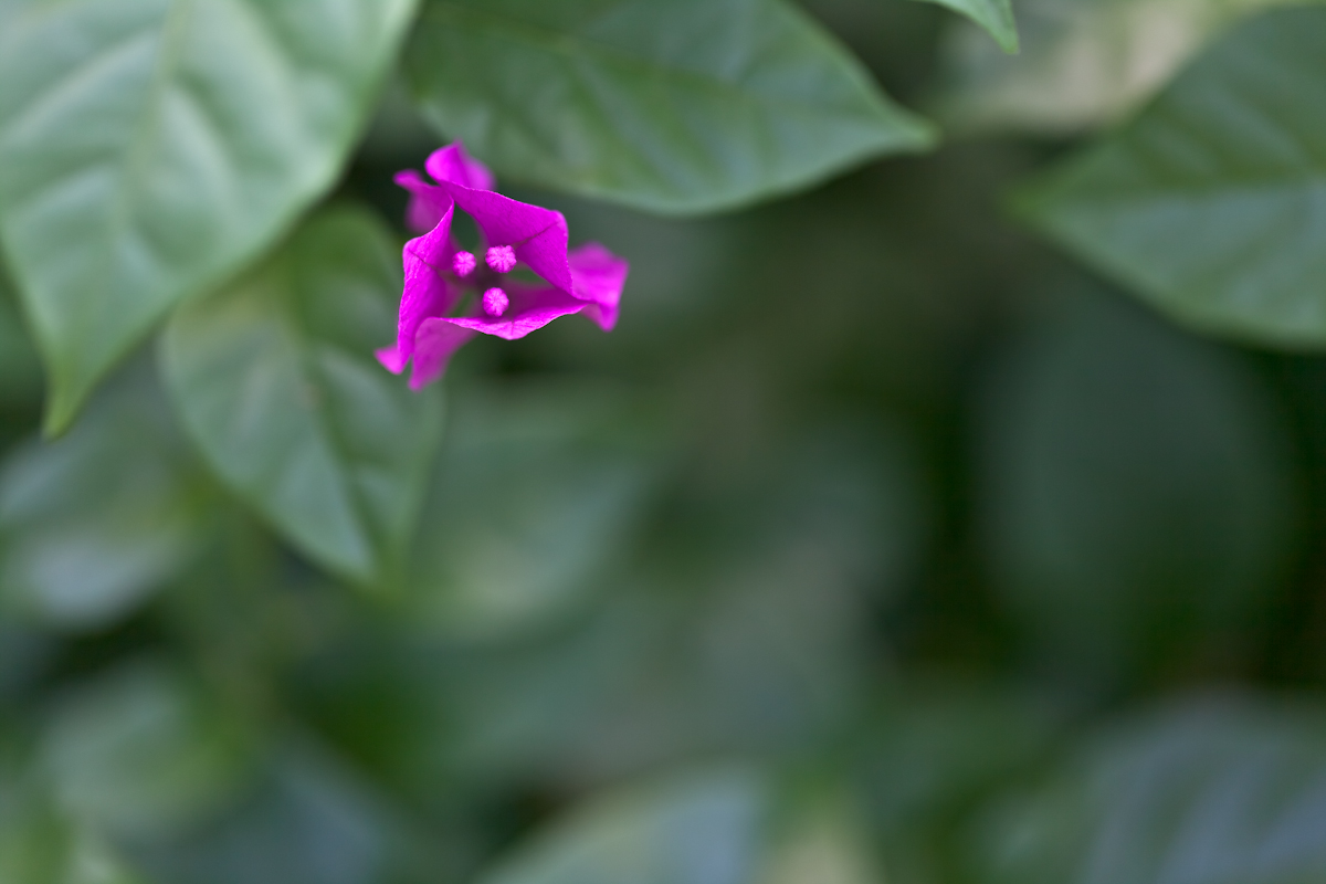 【作例大放出】CANON EF100mm F2.8L MACRO IS USM_b0213320_18445757.jpg