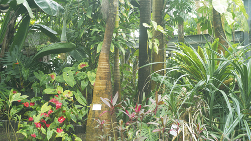 またまた植物園_b0212922_1222760.jpg