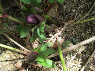 ちょっくら、庭の花の様子など_e0239627_20175983.jpg