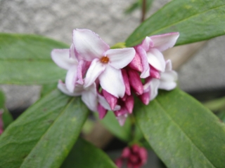 ちょっくら、庭の花の様子など_e0239627_209820.jpg