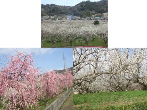 曽我梅林,,,松田の桜_b0137932_19343779.jpg