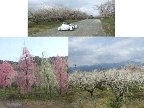 曽我梅林,,,松田の桜_b0137932_19345825.jpg