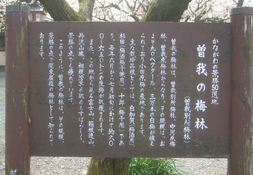 曽我梅林,,,松田の桜_b0137932_1934934.jpg