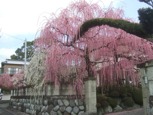 曽我梅林,,,松田の桜_b0137932_19355034.jpg