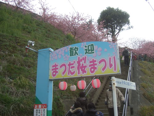 曽我梅林,,,松田の桜_b0137932_19361381.jpg