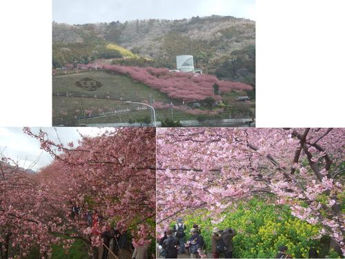 曽我梅林,,,松田の桜_b0137932_19364312.jpg