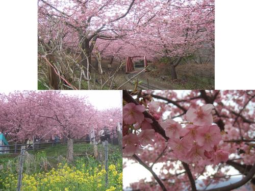 曽我梅林,,,松田の桜_b0137932_19365742.jpg