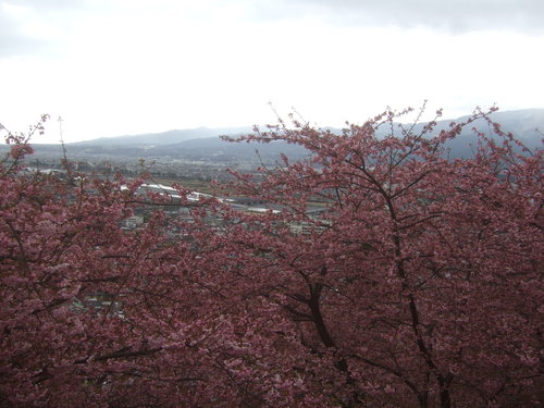 曽我梅林,,,松田の桜_b0137932_1938208.jpg