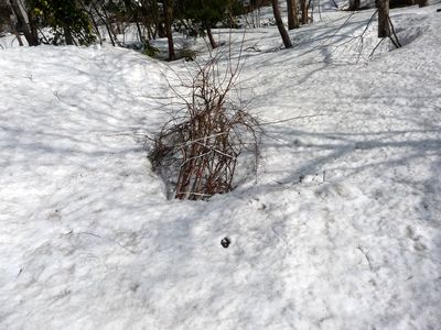 f0194533_1113528.jpg