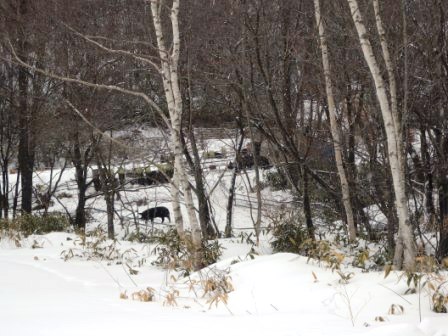 岩泉町の山奥に、「龍泉洞黒豚」を訪ねる_b0206037_14471250.jpg