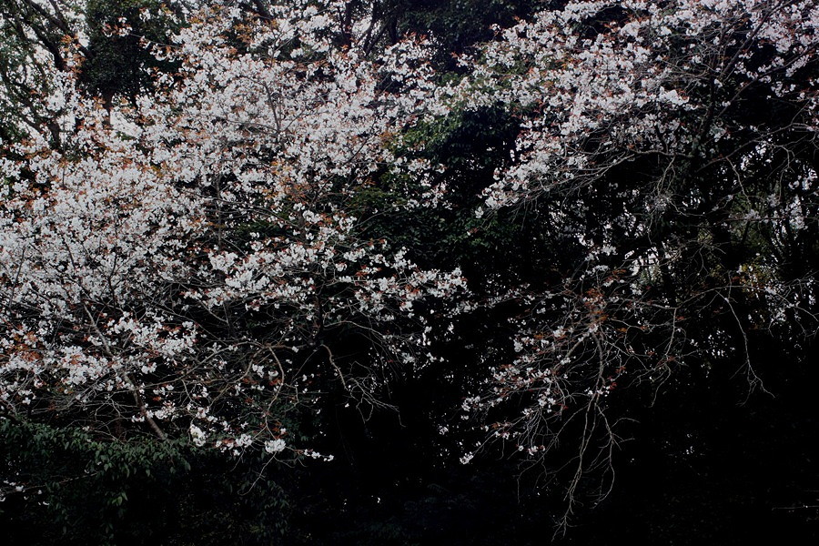 咲時記_b0060239_1922336.jpg