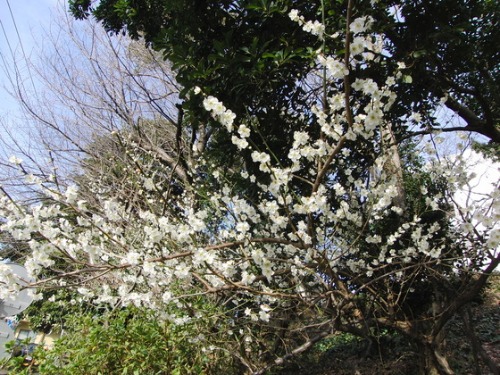 2012 春分の日_e0222340_17182196.jpg