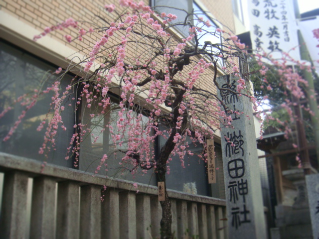 櫛田神社の垂れ梅_b0172347_2250389.jpg