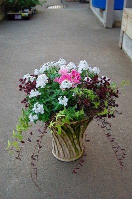 宿根ネメシアたくさんの寄せ植え Kusakiの この植物をお買い 宿根ネメシアたくさんの寄せ植え Kusakiの この植物をお買い
