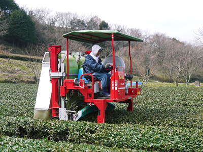 FLC日記 お茶の選定_a0254656_1525043.jpg