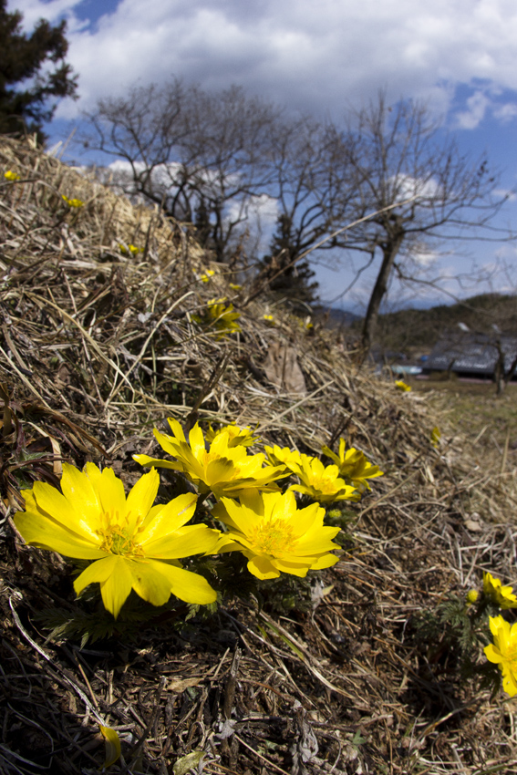 フクジュソウの咲く山里_b0167256_0233589.jpg