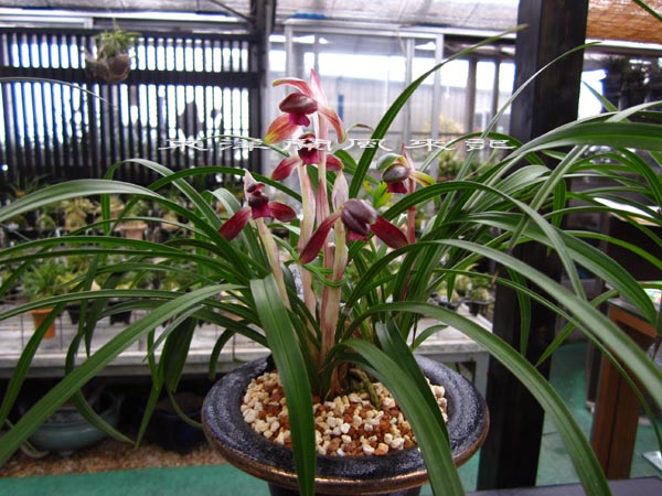 春蘭 【韓国春蘭 雪岳山 白覆輪素舌花 中上木6本立新子2新芽1付き】