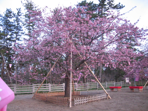 桜だったり　鉋の刃だったり_a0157159_20183947.jpg