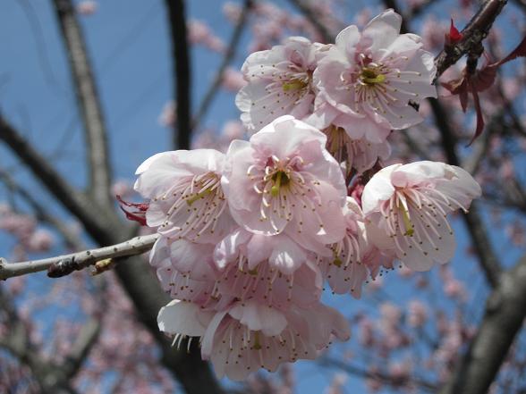 sakura?_c0077261_22323314.jpg