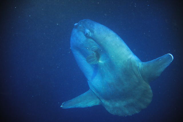 マンボウとサンシャイン水族館の大魚たち 蜜蜂的写真日記