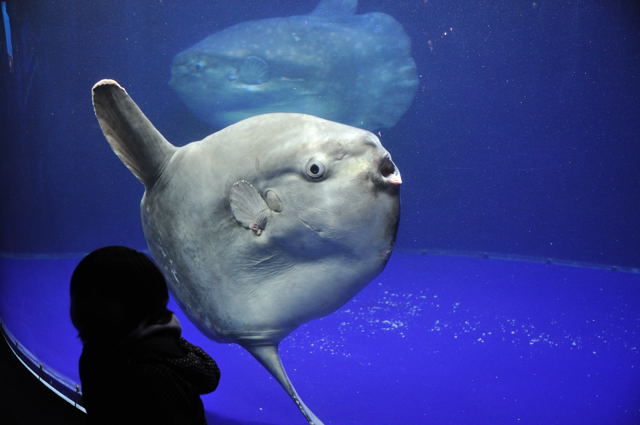 マンボウとサンシャイン水族館の大魚たち 蜜蜂的写真日記