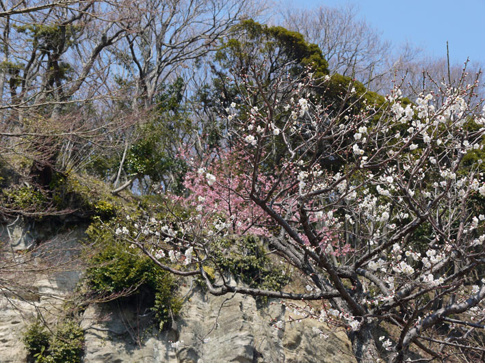 北鎌倉の龍隠庵の梅見ごろ（2012・3・15）_c0014967_21581165.jpg