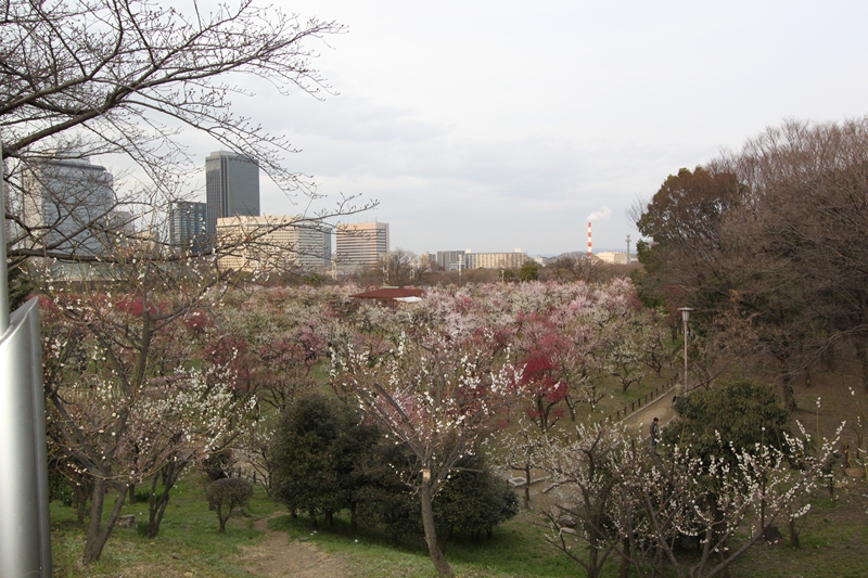 大阪城梅林＆天守閣へ（＾◇＾）_f0136675_2204919.jpg