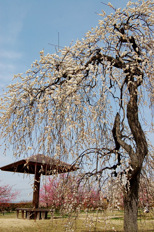 梅の花を愛で～いつもの海沿いルート　お散歩プチツー_d0179983_21151654.jpg