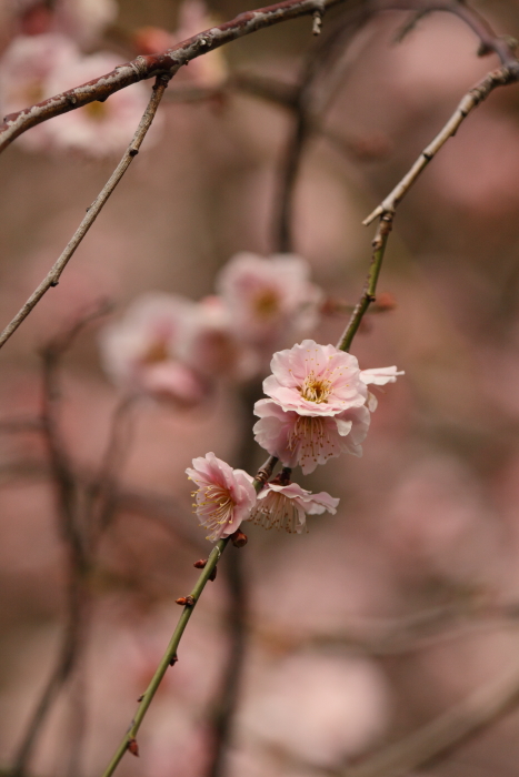 枝垂れ梅　水戸弘道館　２０１２・０３・２０_e0143883_1684515.jpg