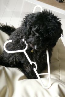 2012年3月20日 なんか似ているんだよね_b0098584_1632247.jpg