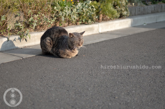 道路で昼寝_c0229485_1625177.jpg