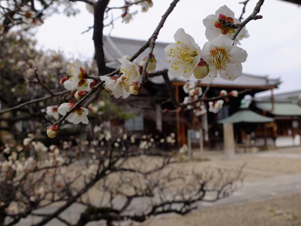 道明寺へのお出かけ_c0046587_1631527.jpg