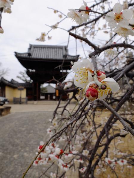 道明寺へのお出かけ_c0046587_16358.jpg