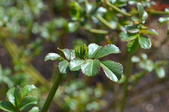 d0099791_1283743.jpg