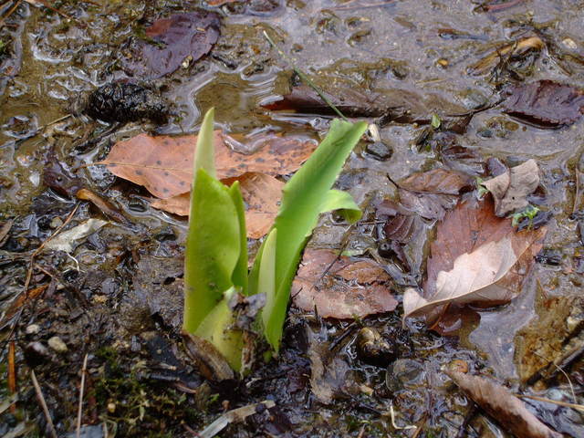 春まだ浅し☆仙台市野草園_f0100593_1354686.jpg