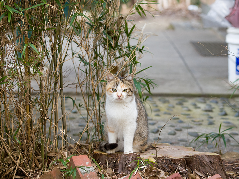 広島の猫#1194_c0191394_93385.jpg