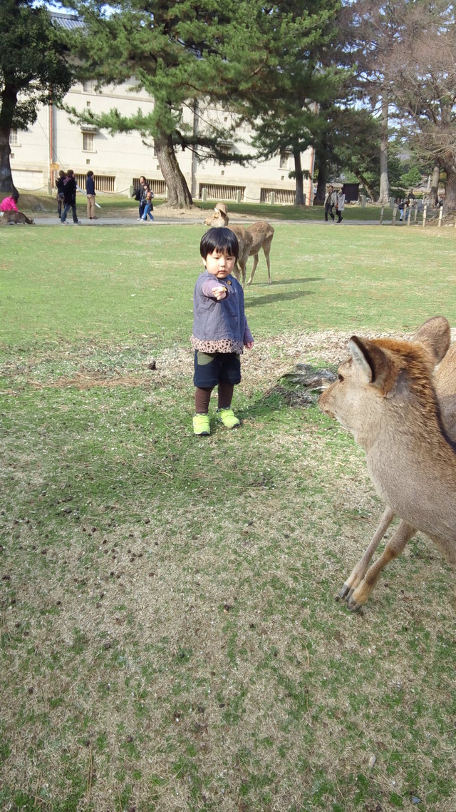 奈良公園_a0244399_21525097.jpg