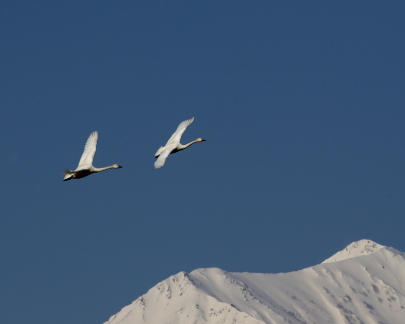 常念岳を背景に舞う白鳥たち_e0103903_1951027.jpg