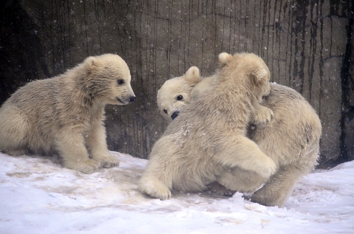 小雪降るモスクワ動物園　～　三つ子ちゃん元気に遊ぶ_a0151913_242026.jpg