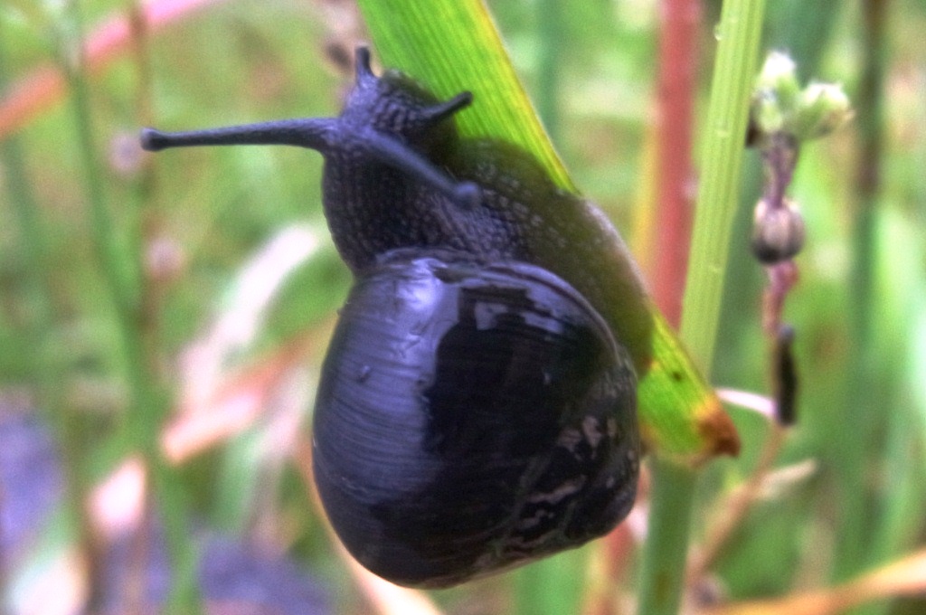 カタツムリの仲間 三重野生生物談話会bbsブログ 動物編