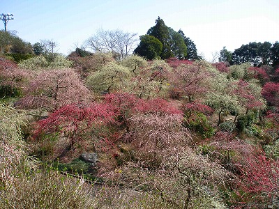 桜･梅･カーネーション_b0147522_2132946.jpg